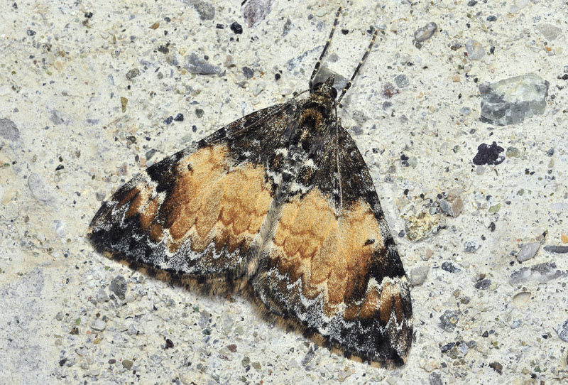 Geometridae: Dysstroma sp.